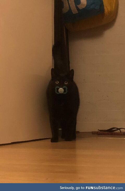 Our cat has a habit of bringing random stuff home and just came in with a dummy