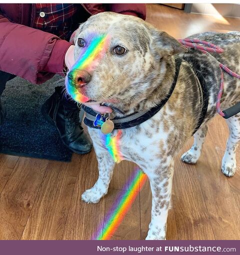 John Oliver with a dog whos have a rainbow in his face