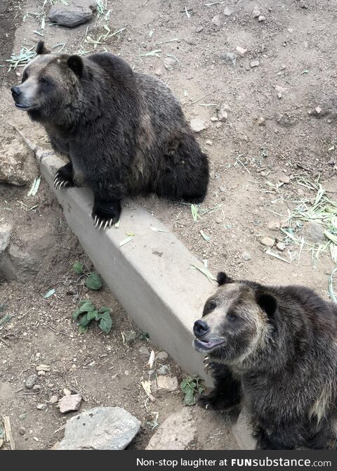 Big ole chunky boys, Cheyanne Mountain Zoo Colorado Springs CO
