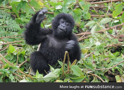 This baby gorilla performed a happy dance for us - in the Volcanoes National Park in
