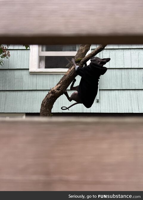 Spotted through a fence… sphynx on a mission
