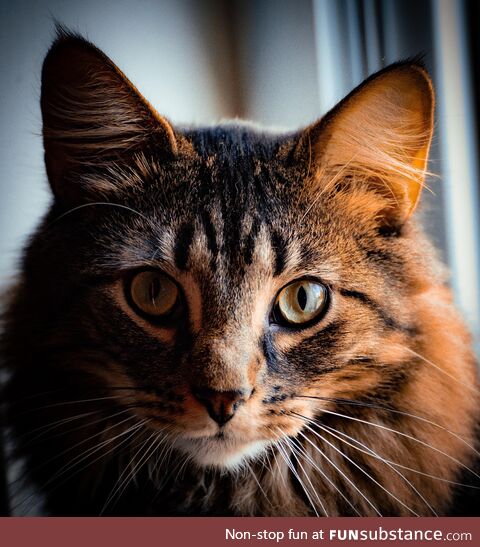Pepper says hello!