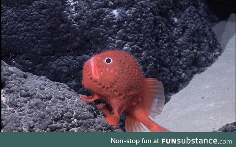 This newly discovered Elmo looking mf from the latest deep sea robot