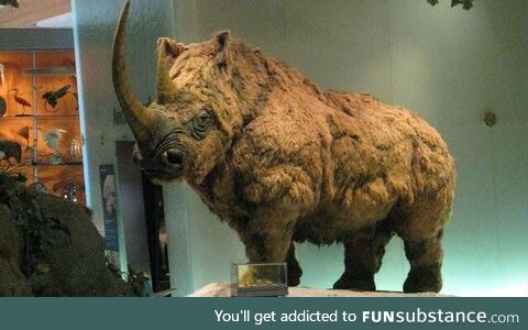 Young woolly rhino revealed by melting permafrost