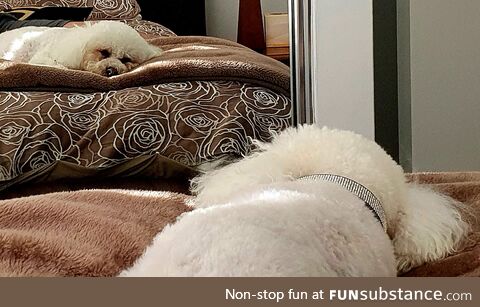 Dog loves staring at himself in the mirror