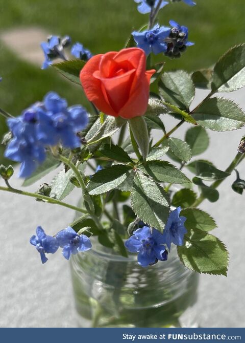 Last Rose of Summer