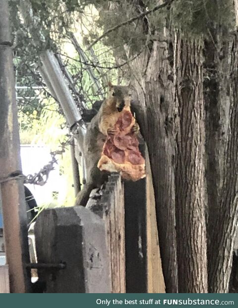 A squirrel eating pizza