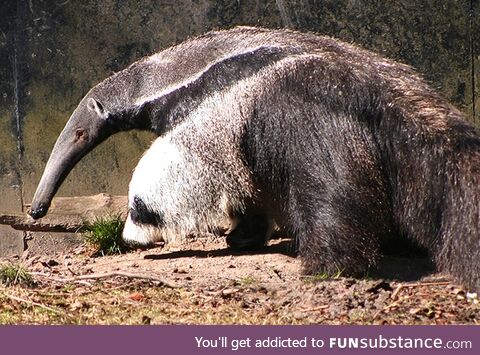 This picture of a giant anteater looks like it has a panda in it