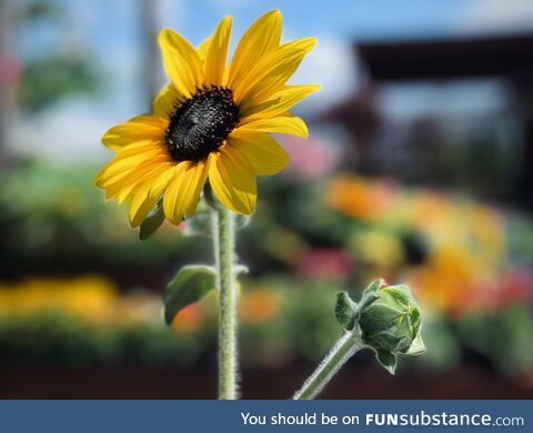 [oc] sunflower