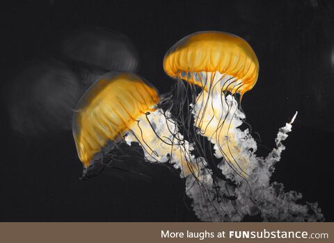 Jellies at the local aquarium