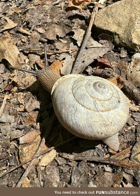 Shelled gastropod