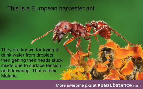 The European harvester ant