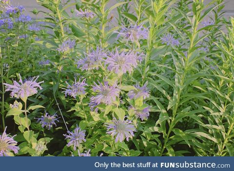 Flowers planted by John Oliver himself