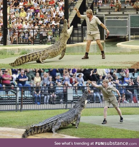 Robert Irwin feeding the same croc, in the same place as his father, Steve Irwin, 15