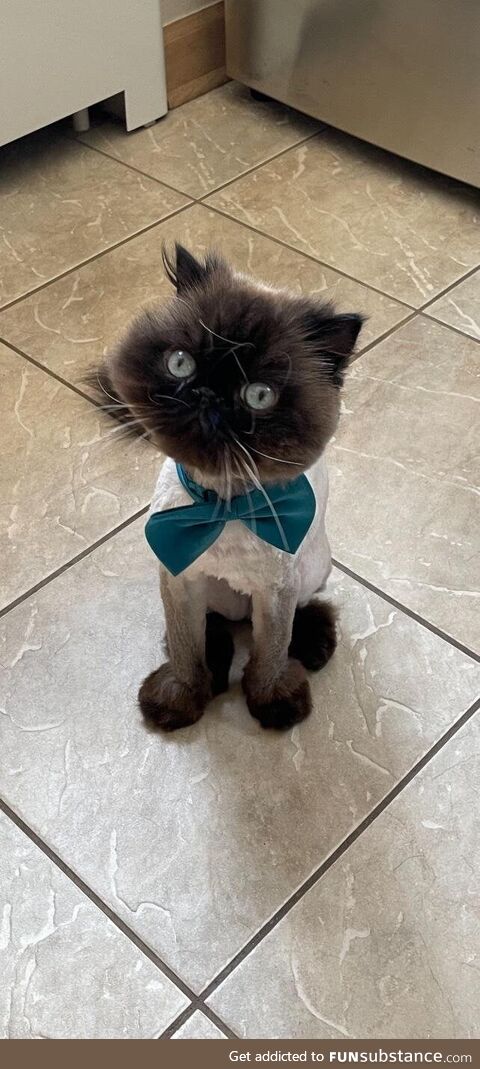 Bug got a haircut