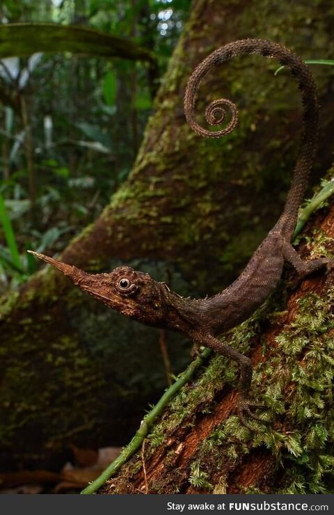 Rare, Borneo horned lizard (Harpesaurus borneensis). Sarawak, Malaysia (Borneo)