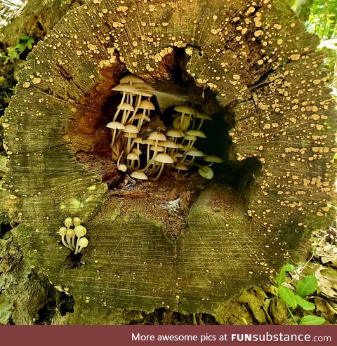 Tiny house: Mushroom edition