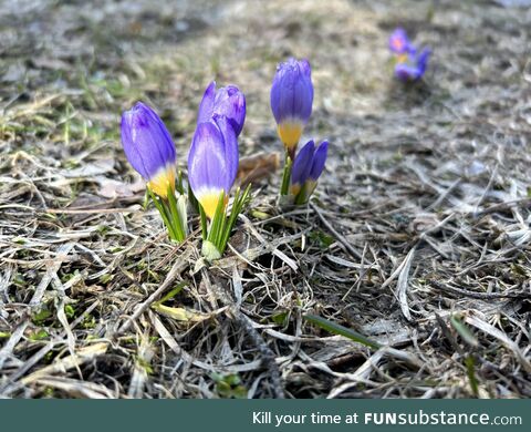 Spring time