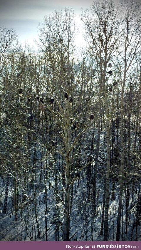 My son took this photo today; So many bald eagles in one tree