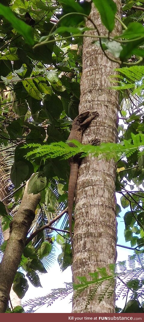 Monitor on a coconut tree
