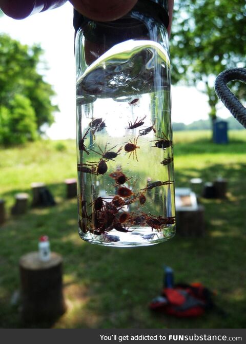 [OC] A vial of ticks from a single walk through a field during the summer