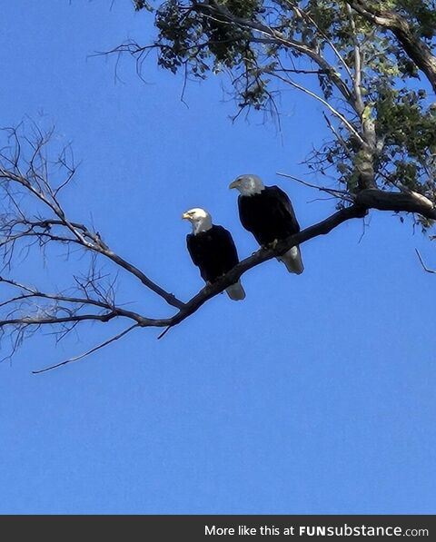 Two Eagles on the Cedar River in Cedar Rapids, IA