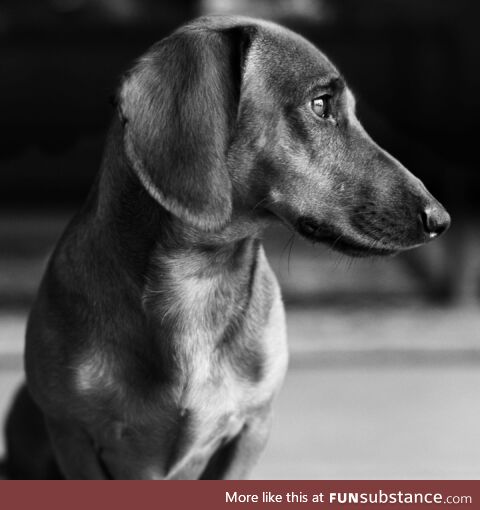 Frenkie, our sausage