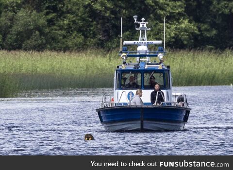 Stena, the first walrus ever to reach Finnish shores, got a police escort