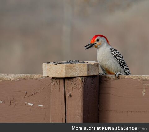Hungry woodpecker