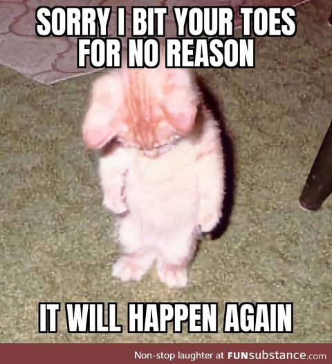 Cats be like