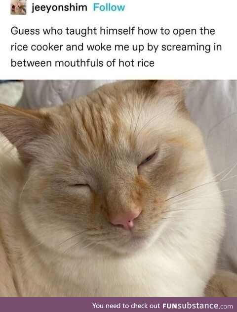 Cat rice