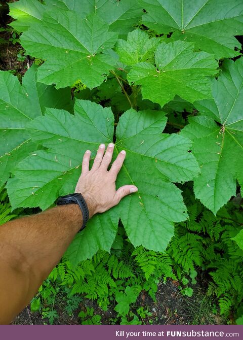 Check out this big leaf