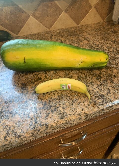 [OC] This massive zucchini, banana for scale