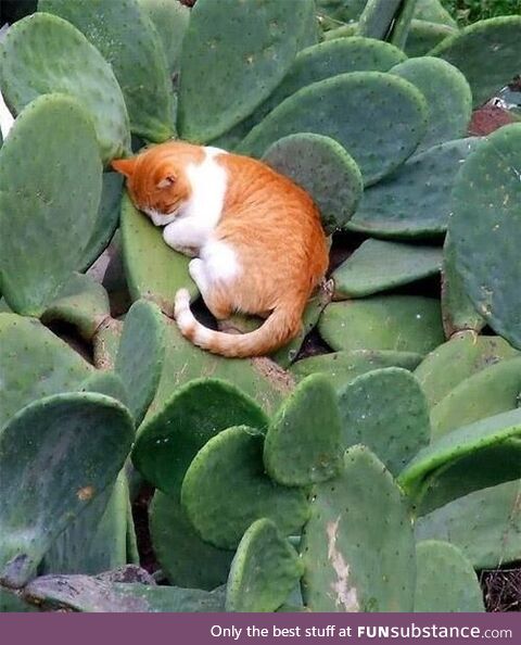 zzZ
