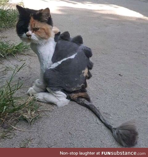 Dragon haircuts Cats