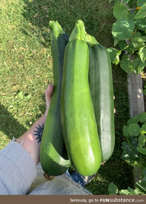 First zucchini harvest of the season (OC)