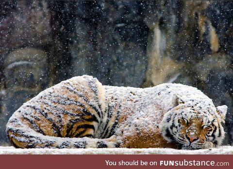 Tiger sleeping in the snow