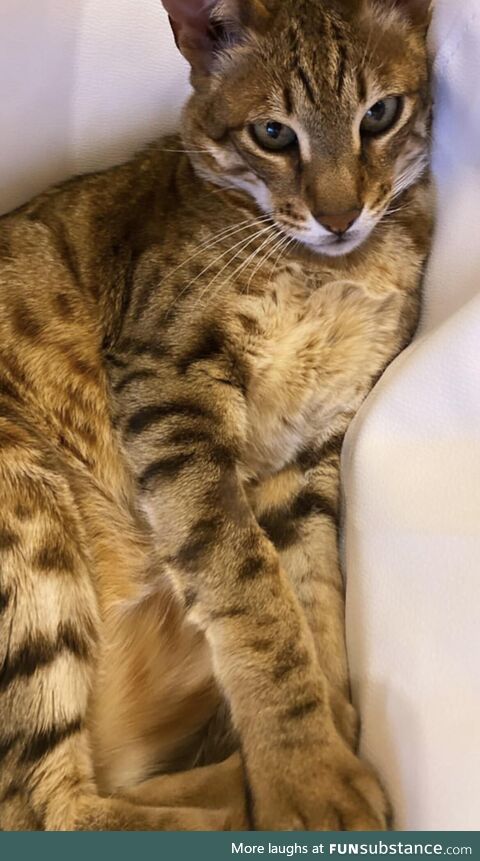 Her name is Bastet