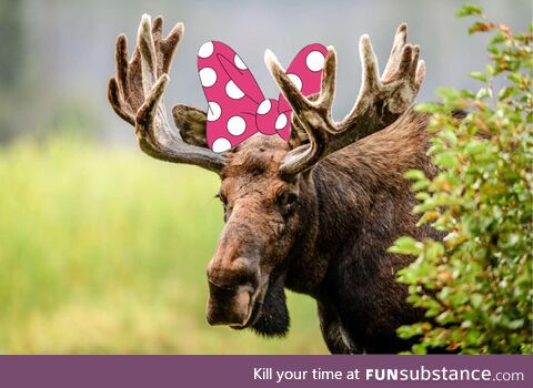 Minnie moose