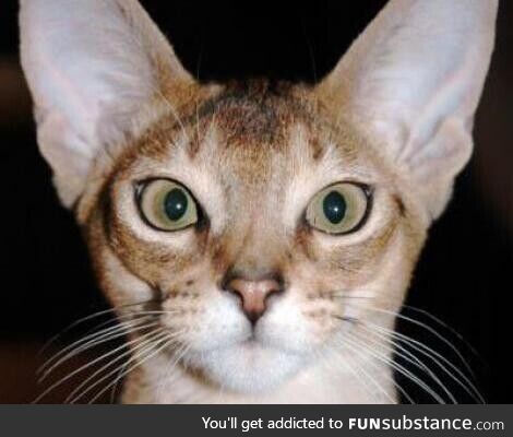 The oldest breed of cat in the world!