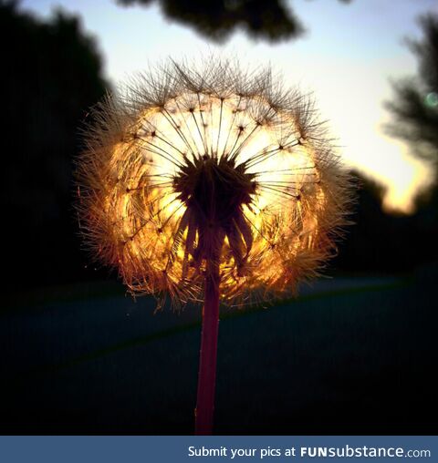 A dandelion at sunrise