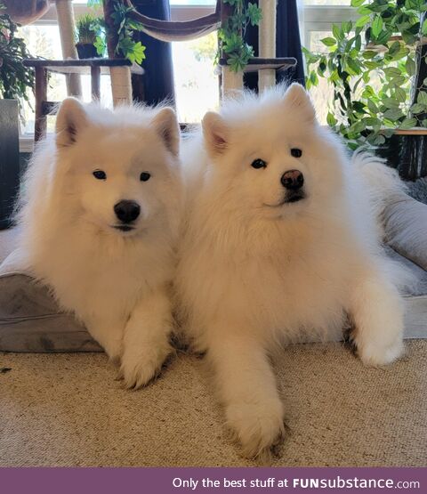 Love these happy hairballs!