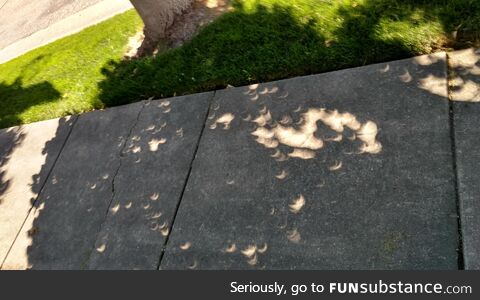 Beams of light showing the phase of the eclipse through a tree in 2017