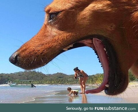 Dog interrupts photo, creating once in a lifetime shot
