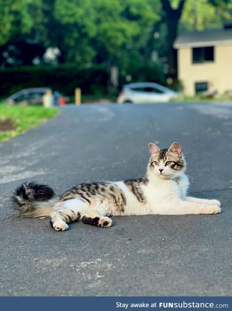Kitty