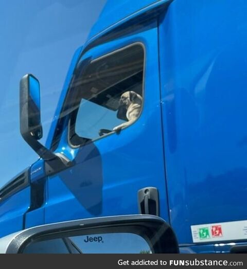 This good boy was going the speed limit
