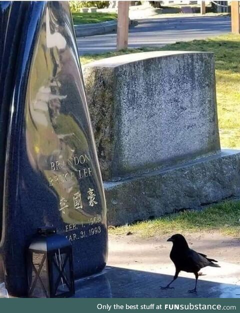 A crow visits the grave of Brandon Lee (The son of famed martial artist and iconic actor