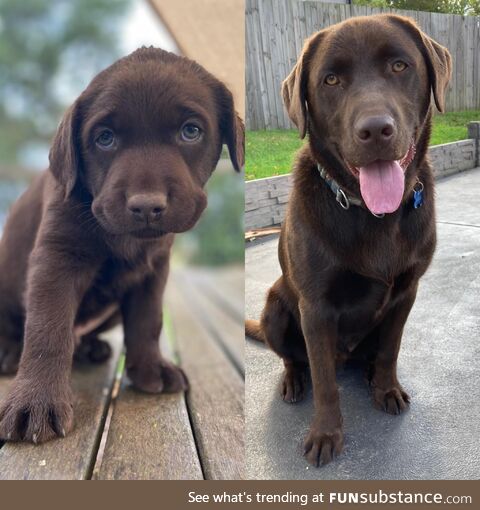 Bruno at 6 weeks and 1 year old