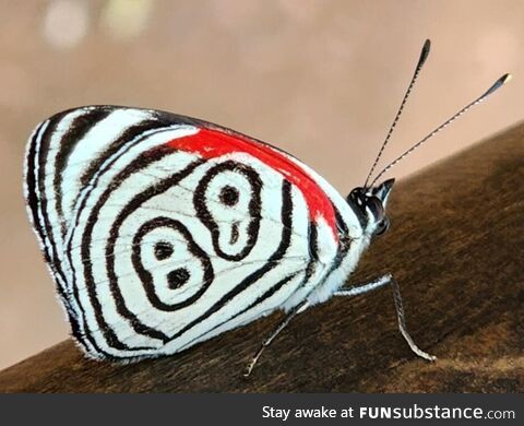 Interesting butterfly at Iguazu Falls
