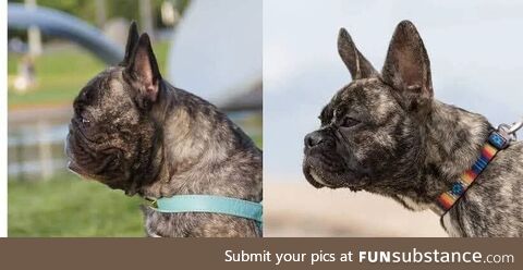 A breeder in the Netherlands has been working to make the French Bulldog a "healthier"